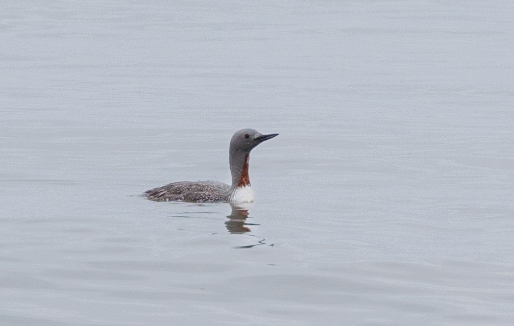 Red-throated Loon - ML621177568