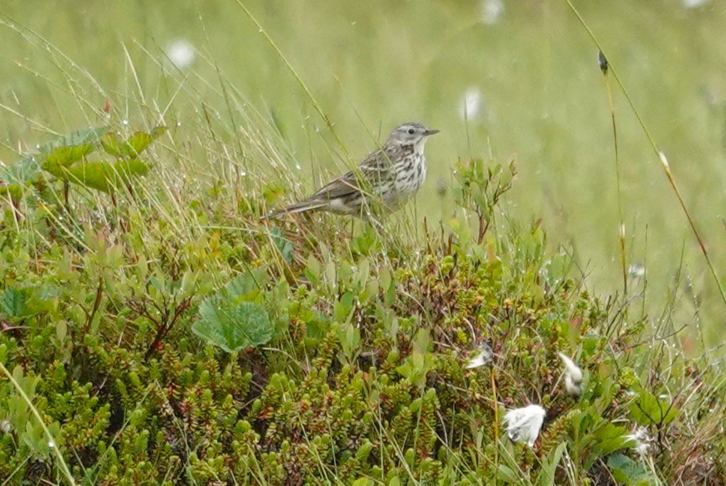 Meadow Pipit - ML621177571