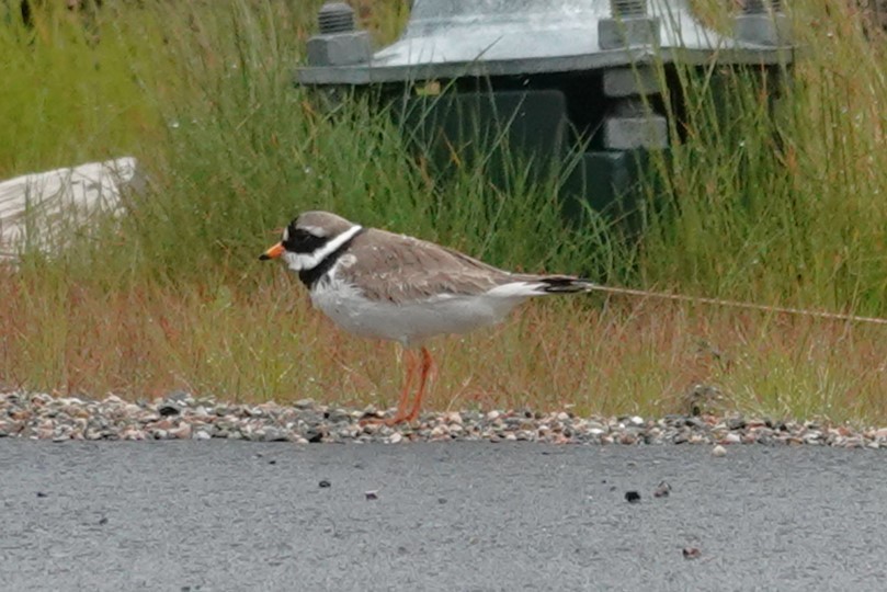 Common Ringed Plover - ML621177583