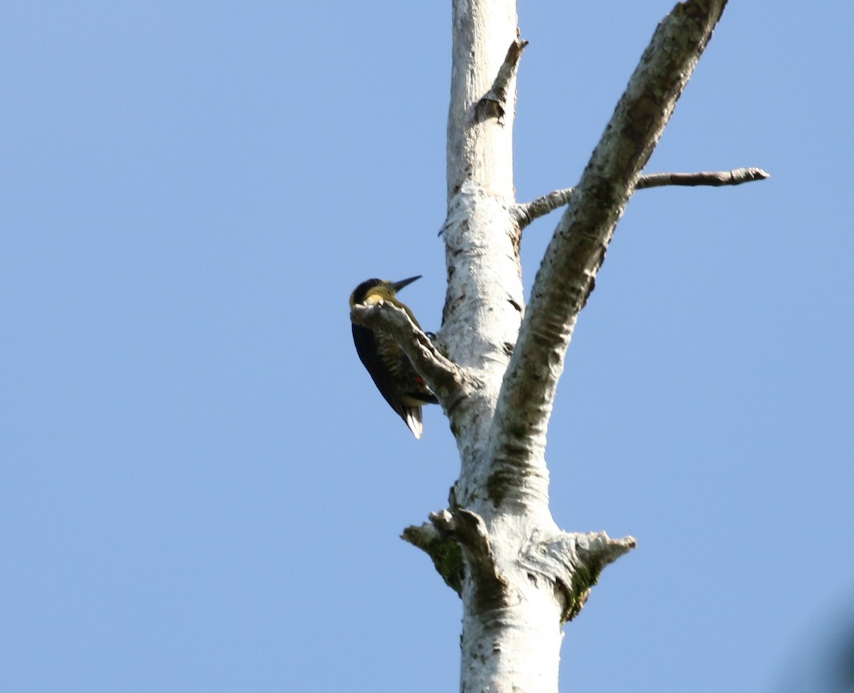 Golden-naped Woodpecker - ML621177584