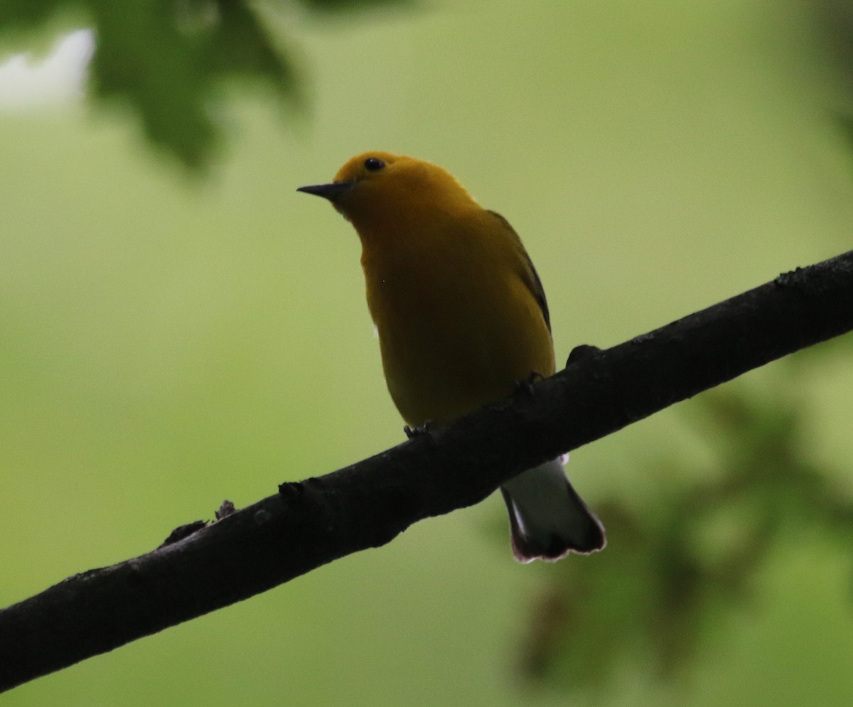 Prothonotary Warbler - ML621177586