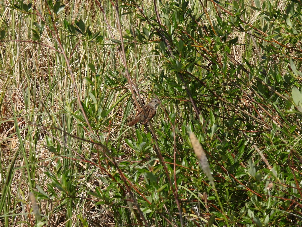 Swamp Sparrow - ML621177591