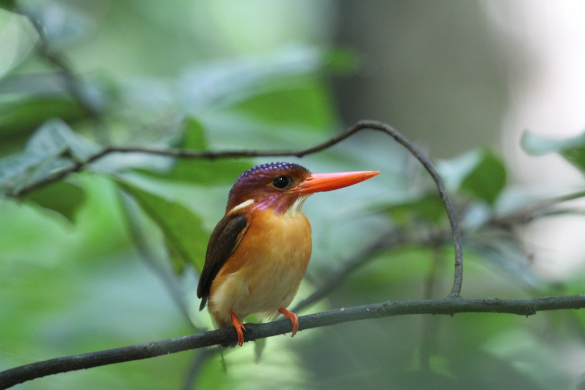 Sulawesi Dwarf-Kingfisher - ML621177618