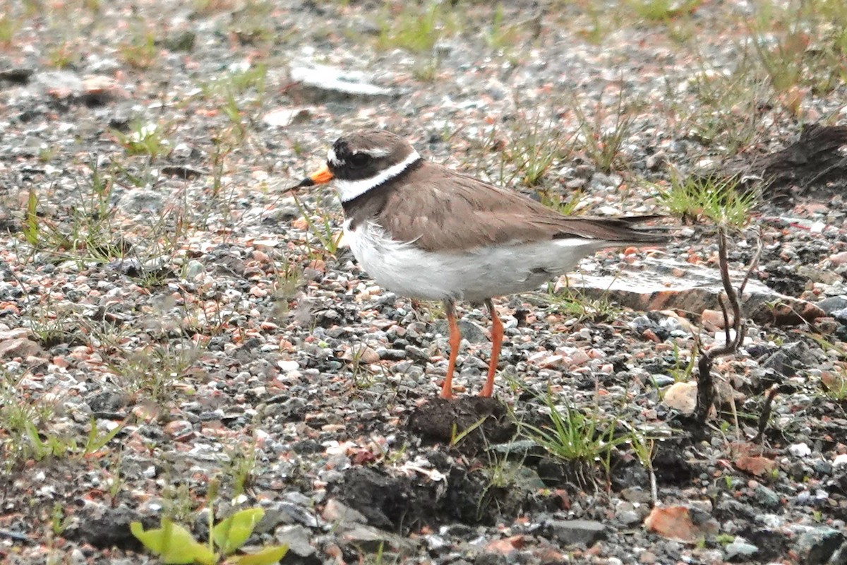Common Ringed Plover - ML621177632