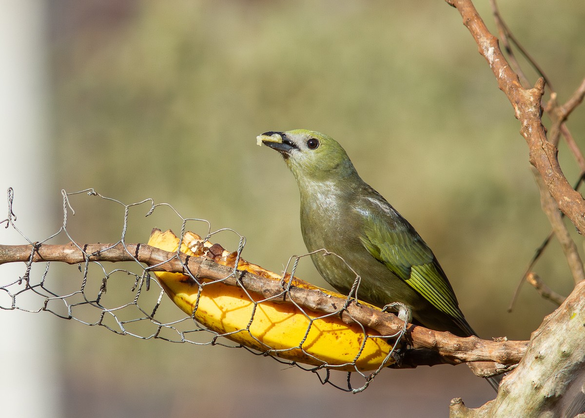 Palm Tanager - ML621177638