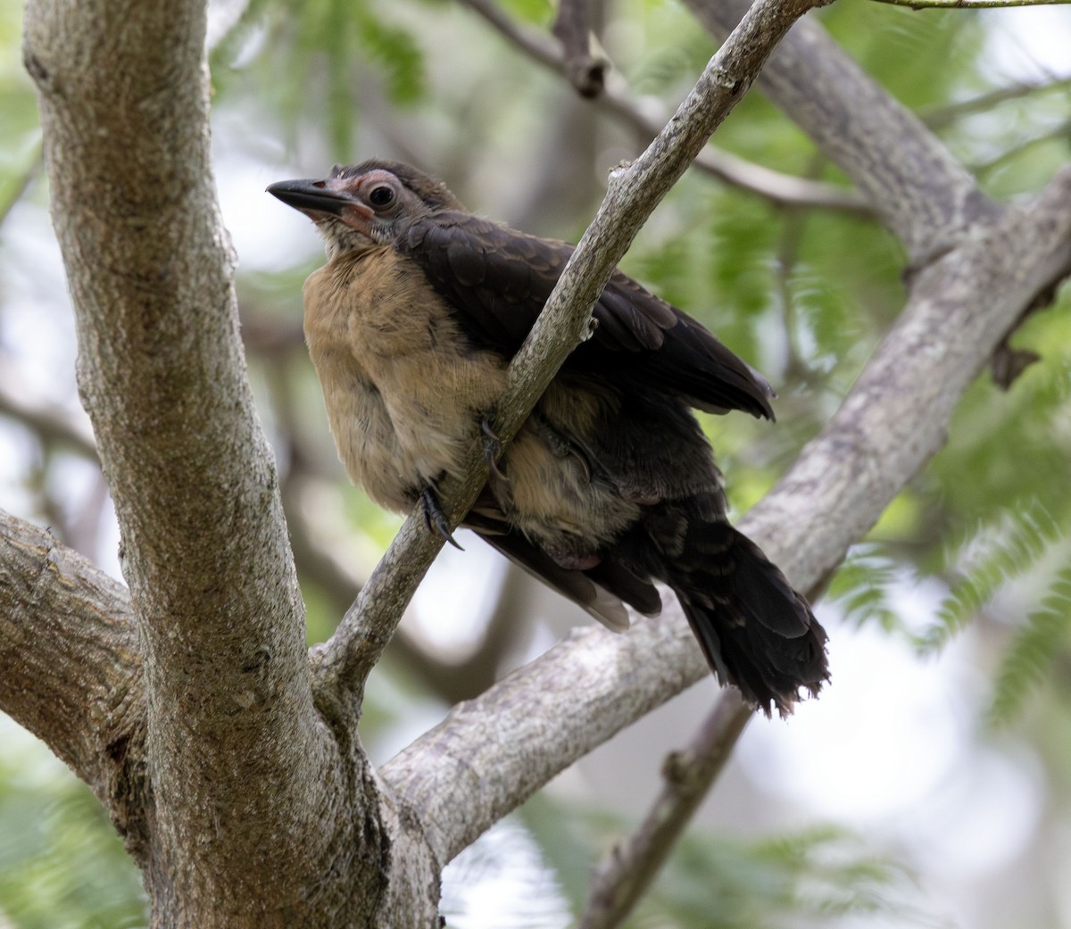 Great-tailed Grackle - ML621177676