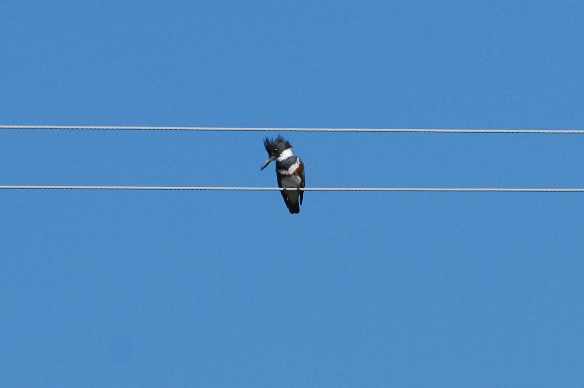 Belted Kingfisher - ML621177701