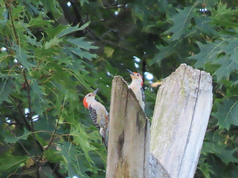 Red-bellied Woodpecker - ML621177717