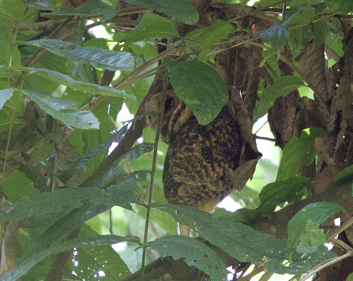 Golden Masked-Owl - ML621177801