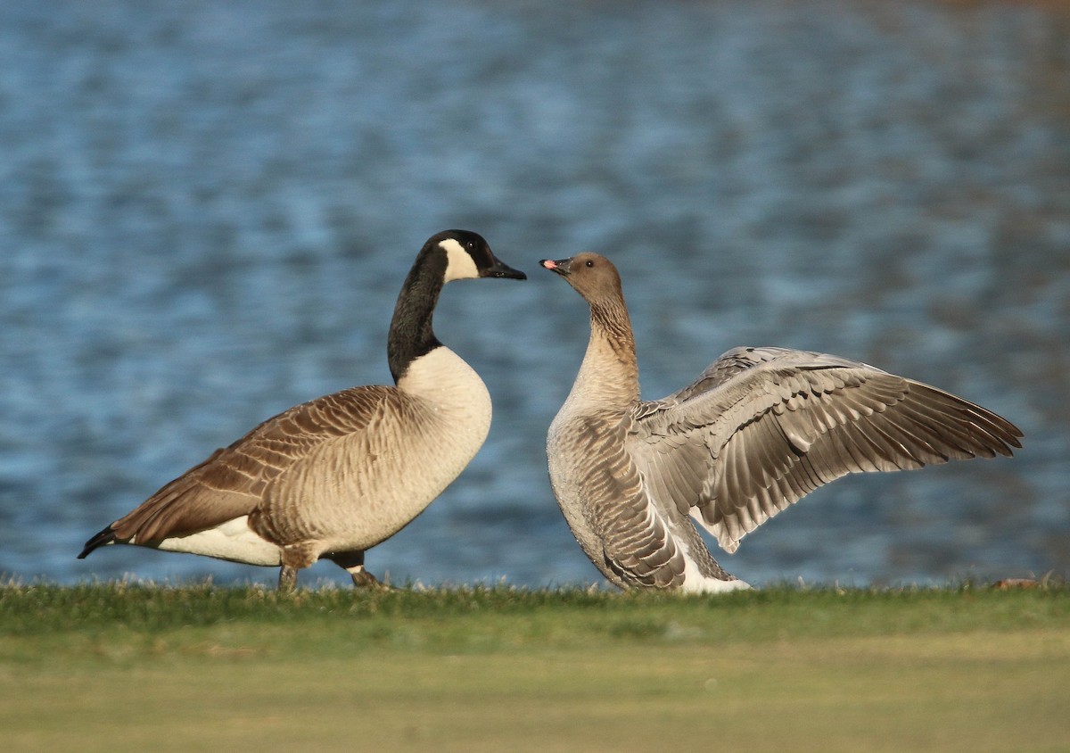 Pink-footed Goose - ML621177806