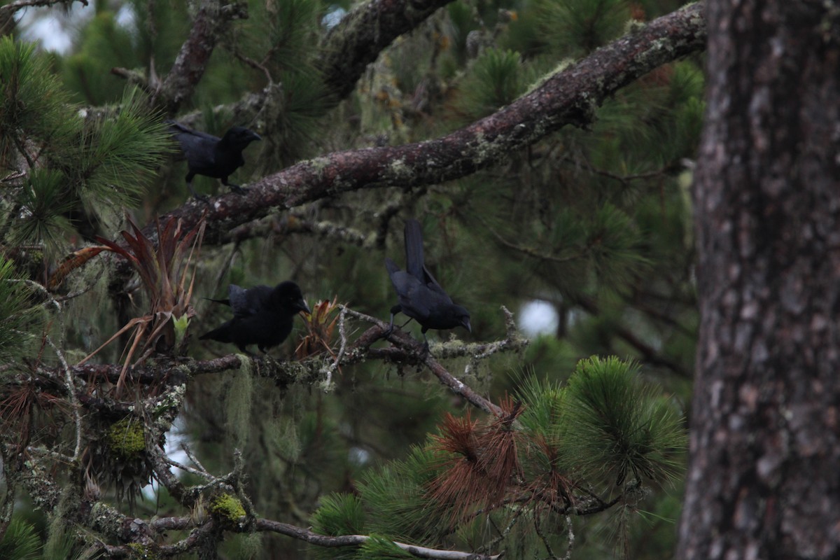 Hispaniolan Palm-Crow - ML621177830