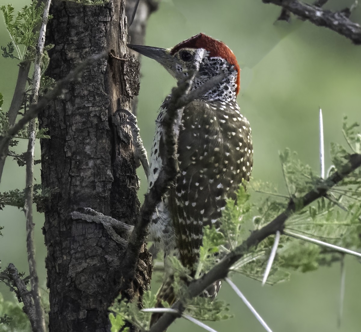 Nubian Woodpecker - ML621177834