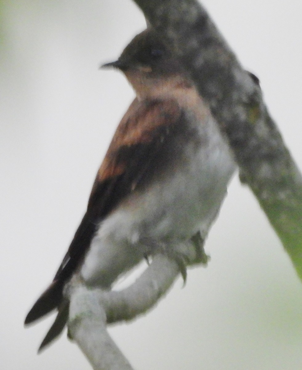 Northern Rough-winged Swallow - ML621177878