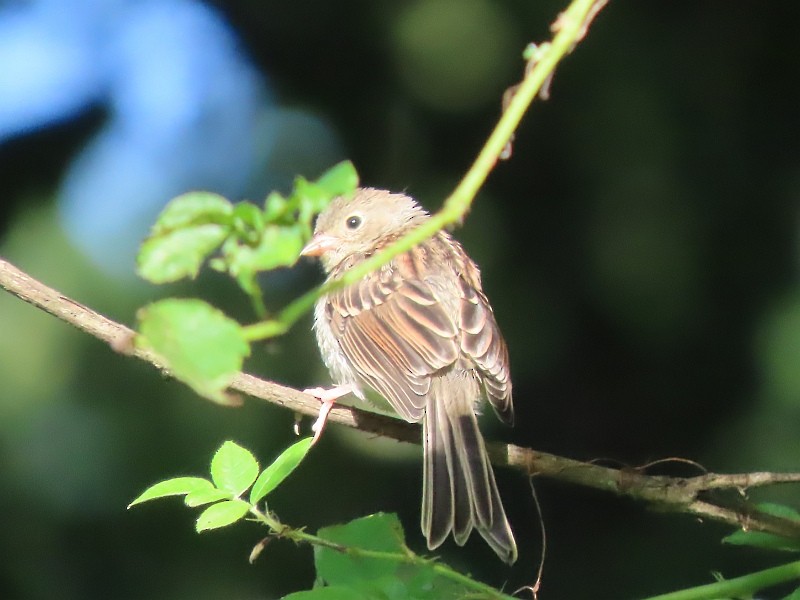 Field Sparrow - ML621177902