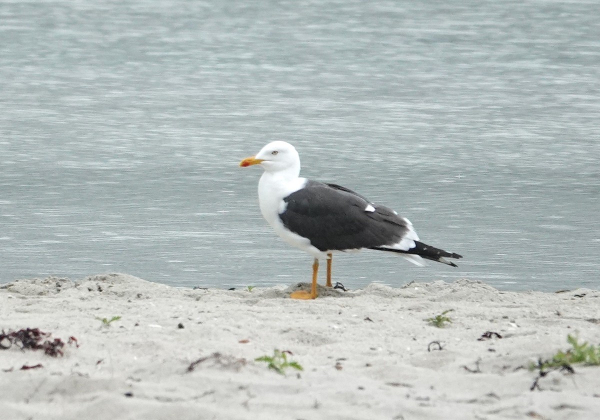 Lesser Black-backed Gull - ML621177933