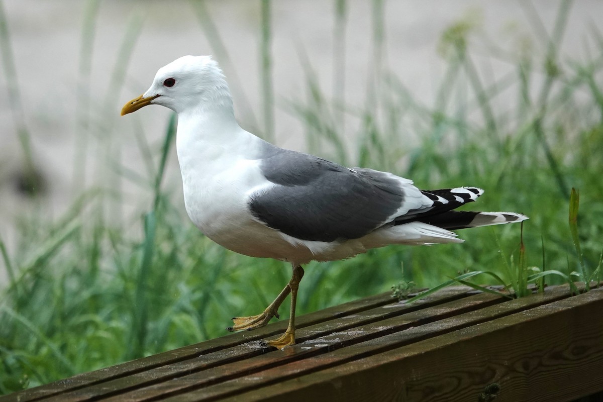 Common Gull - ML621177942