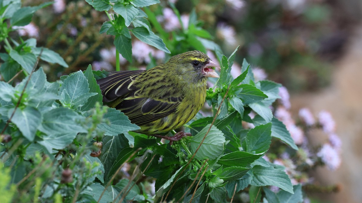 Forest Canary - ML621177966
