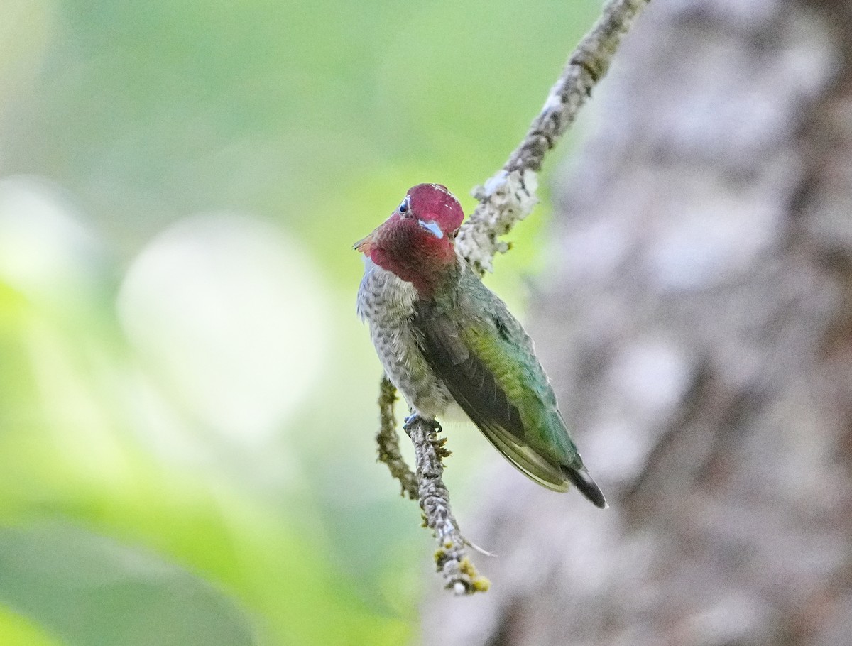 Anna's Hummingbird - ML621178015