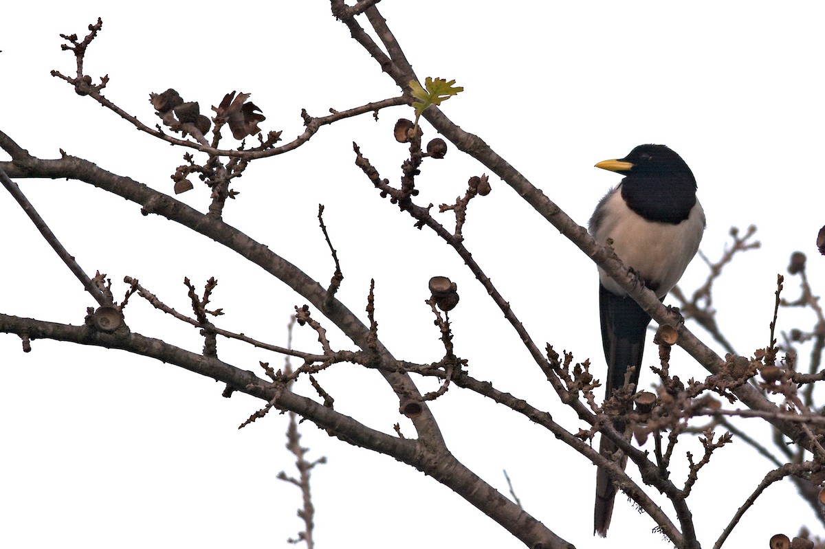 Yellow-billed Magpie - ML621178032