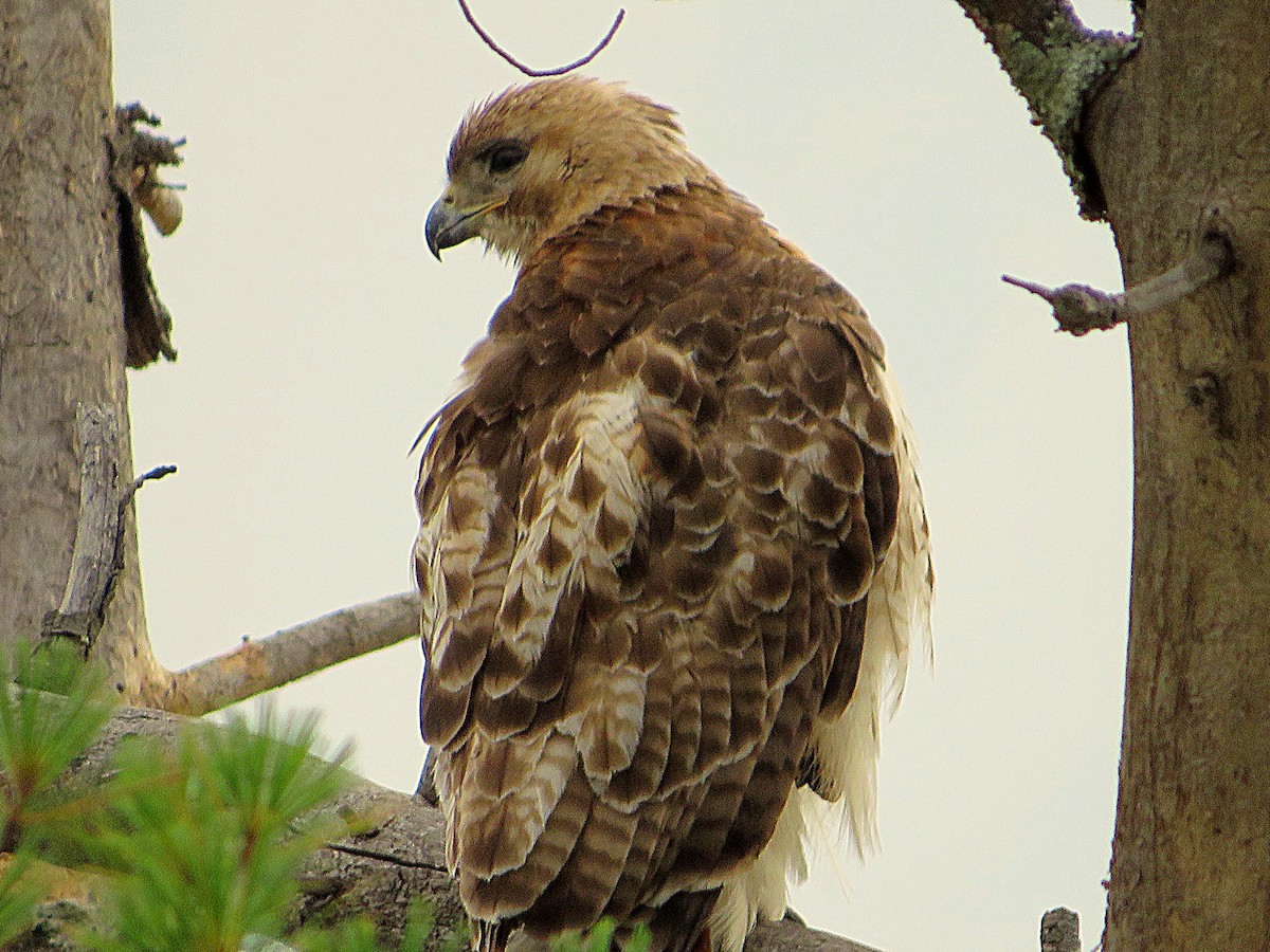 Red-tailed Hawk - ML621178113