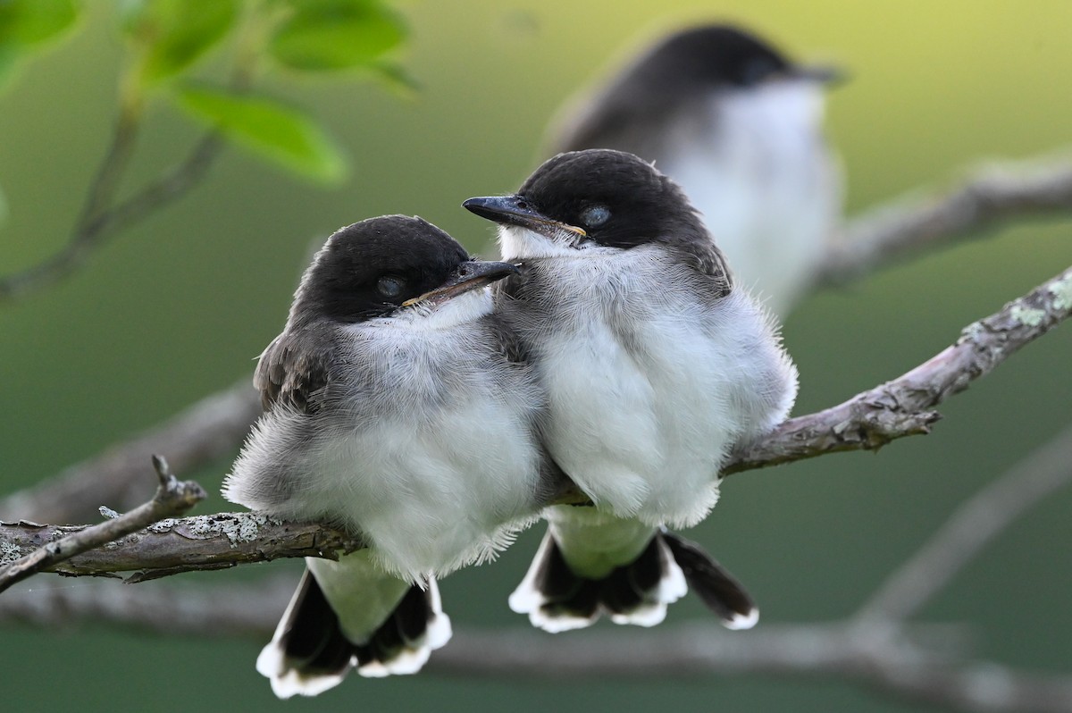 Eastern Kingbird - Dan O'Brien