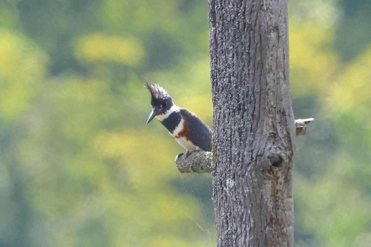Belted Kingfisher - ML621178117
