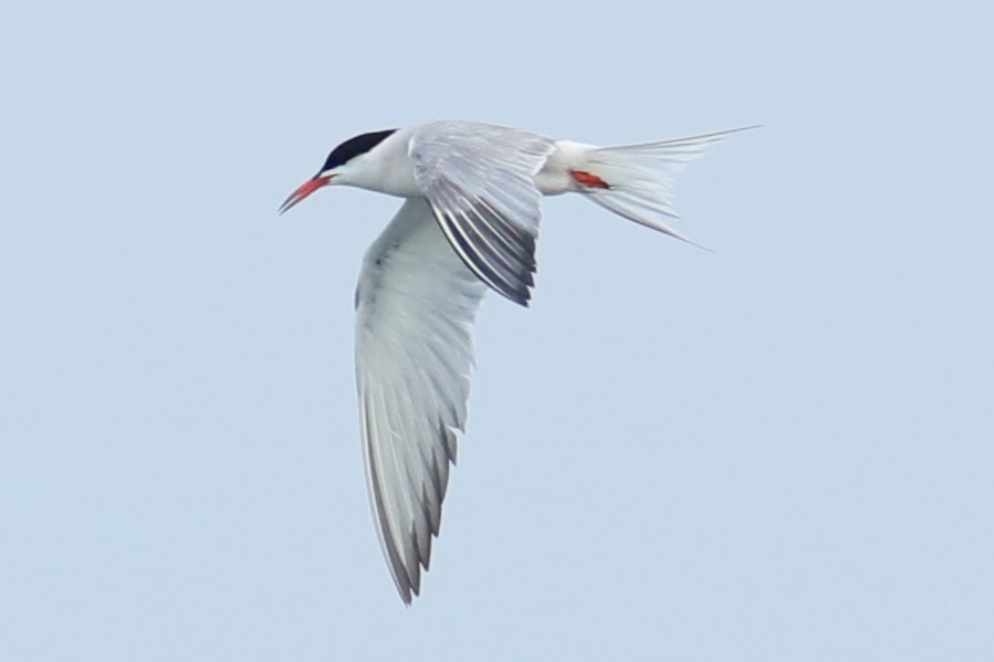 Common Tern - ML621178121