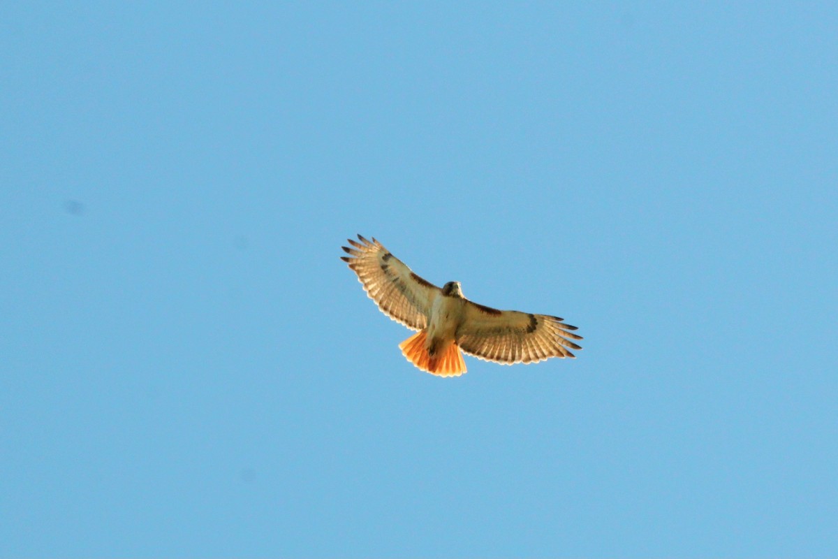 Red-tailed Hawk - ML621178125