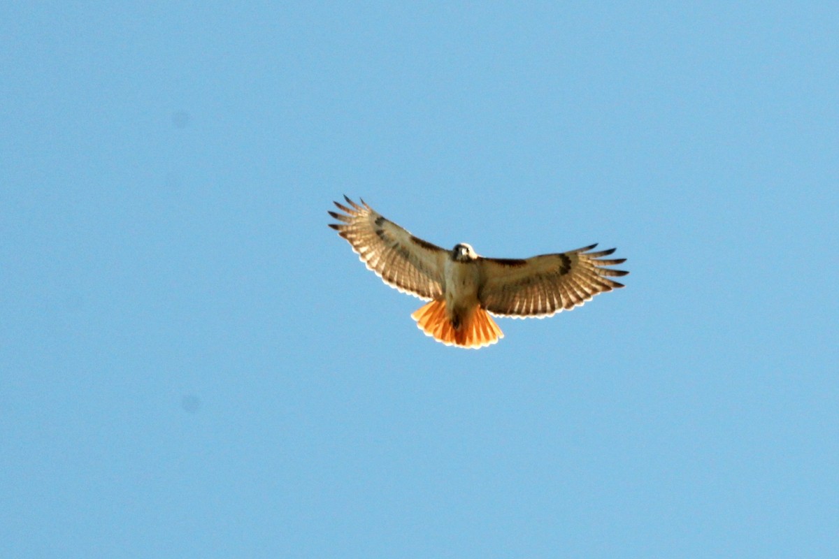 Red-tailed Hawk - ML621178126