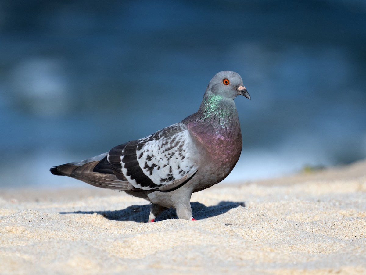 Rock Pigeon (Feral Pigeon) - ML621178165