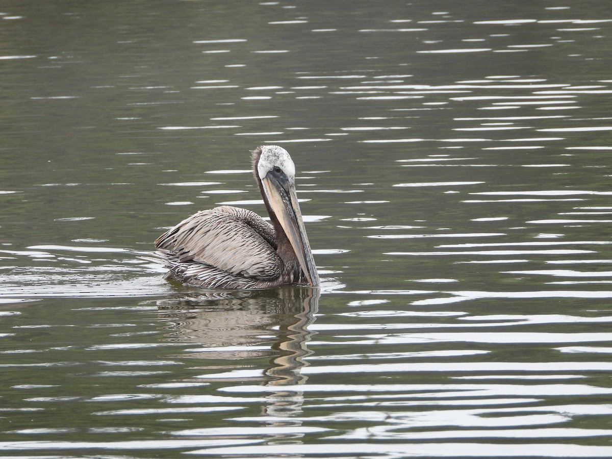 pelikán hnědý - ML621178182