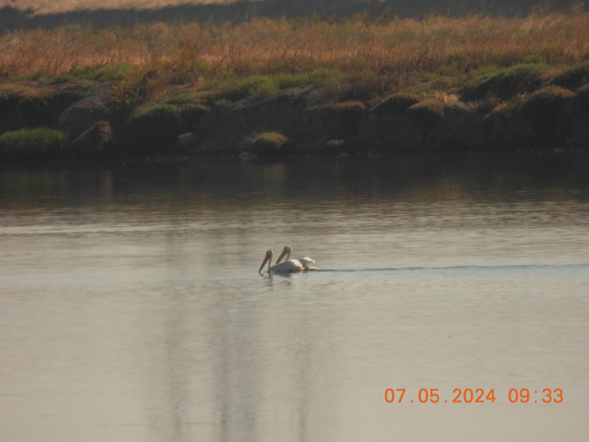 pelikán severoamerický - ML621178183
