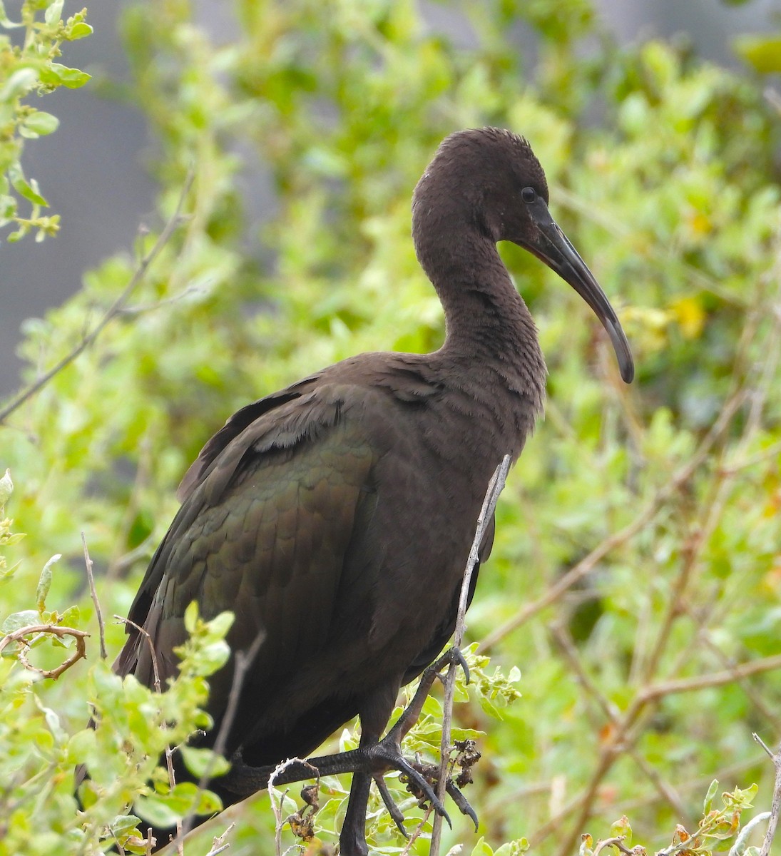 ibis americký - ML621178200