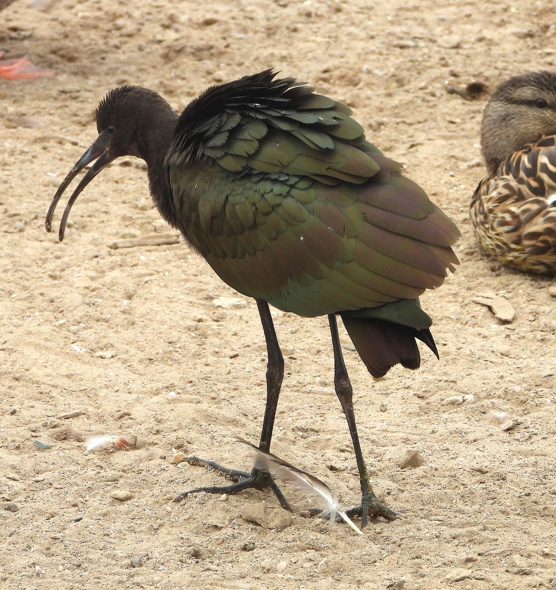ibis americký - ML621178201