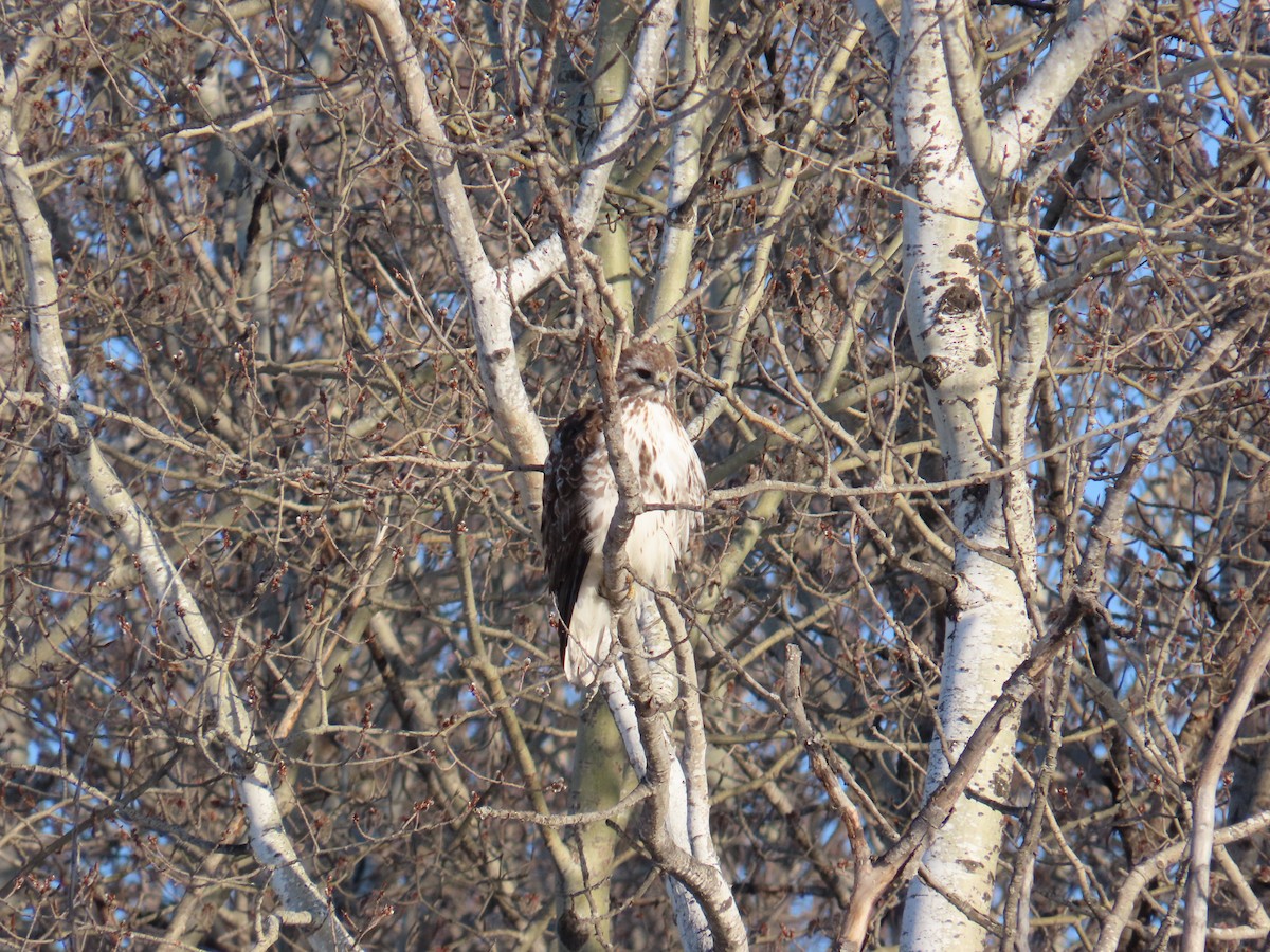 Red-tailed Hawk - ML621178256