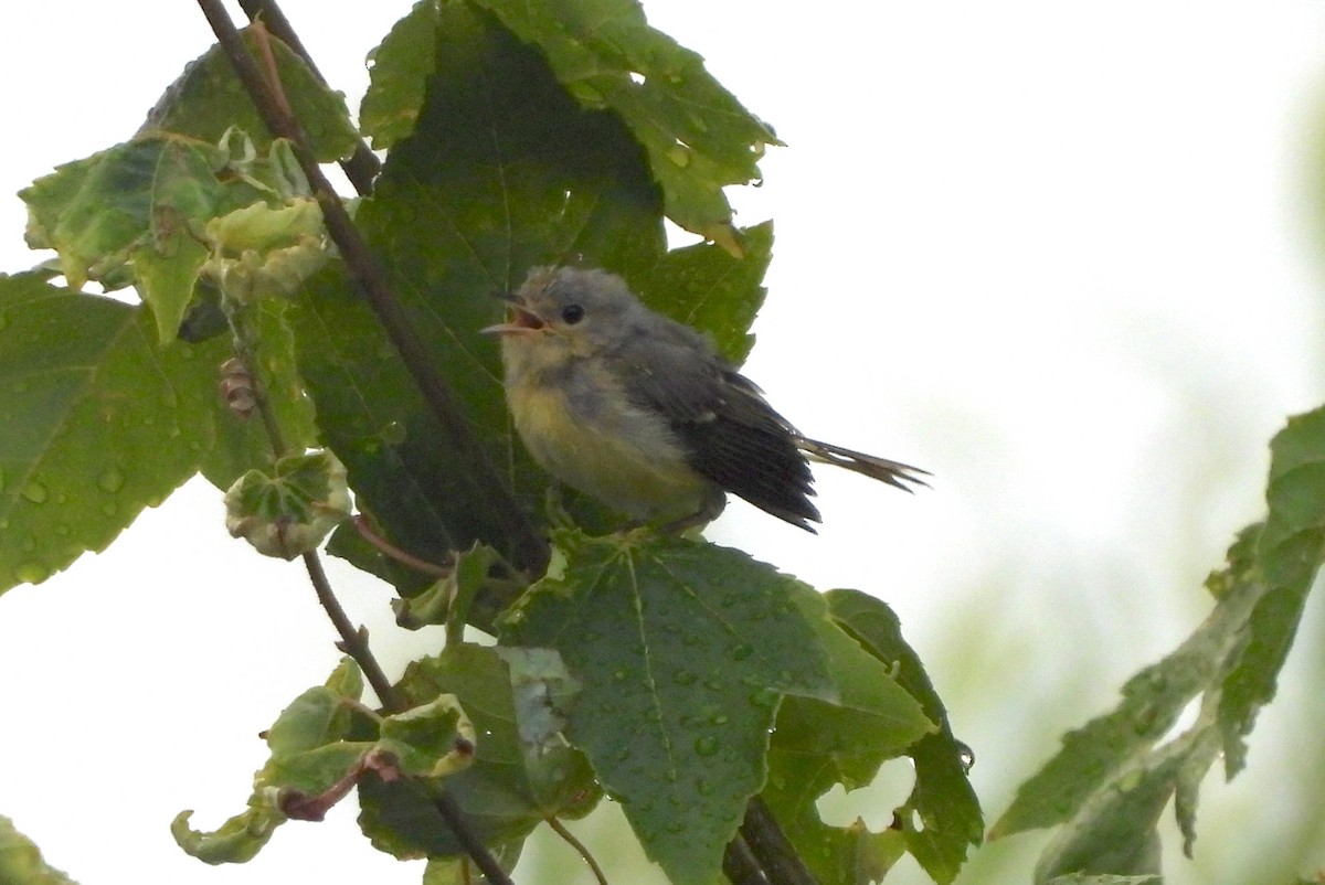 Yellow Warbler - ML621178284