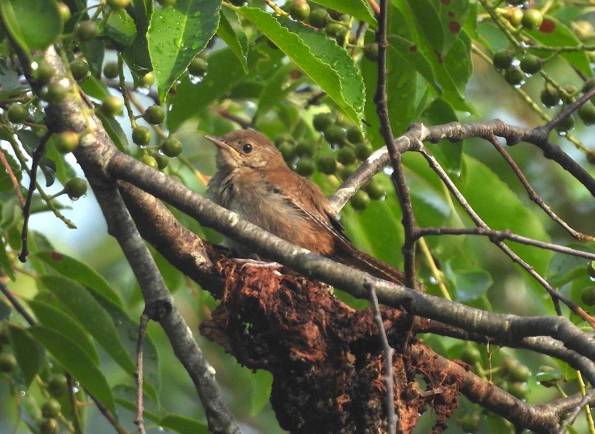 Northern House Wren - ML621178287