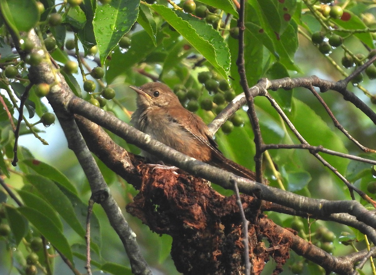 House Wren - ML621178287