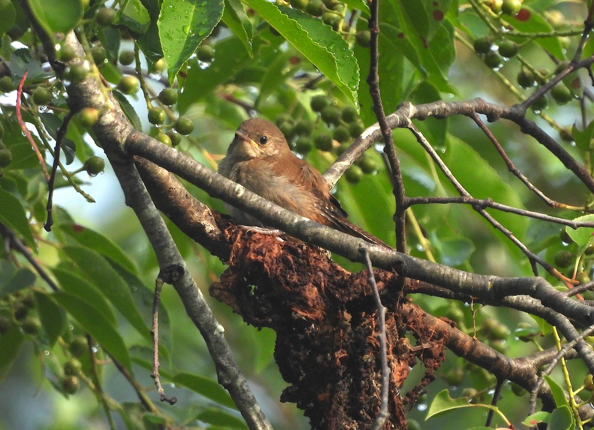Northern House Wren - ML621178288