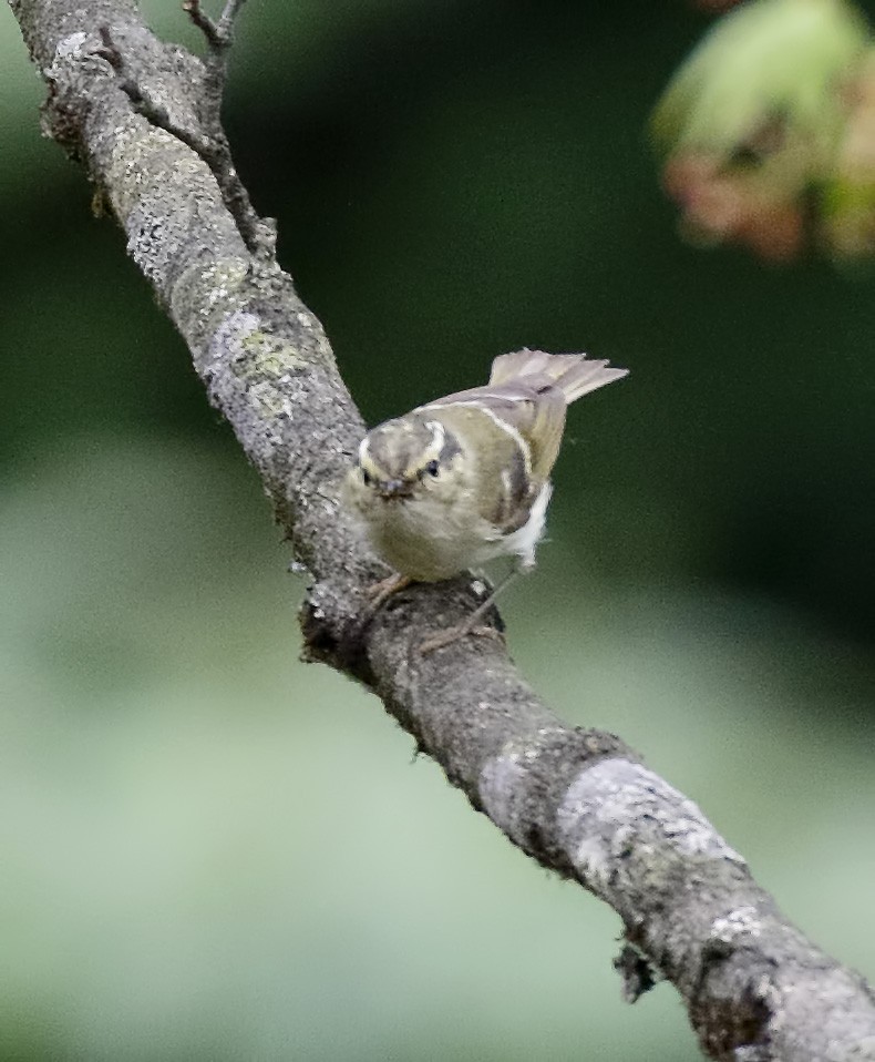 Sichuan Leaf Warbler - ML62117831