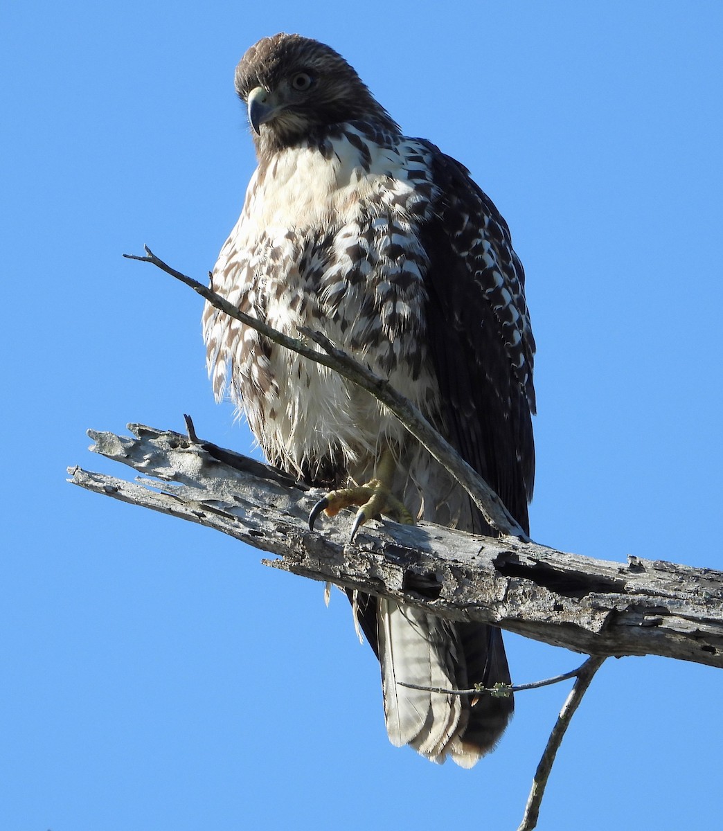 Red-tailed Hawk - ML621178334