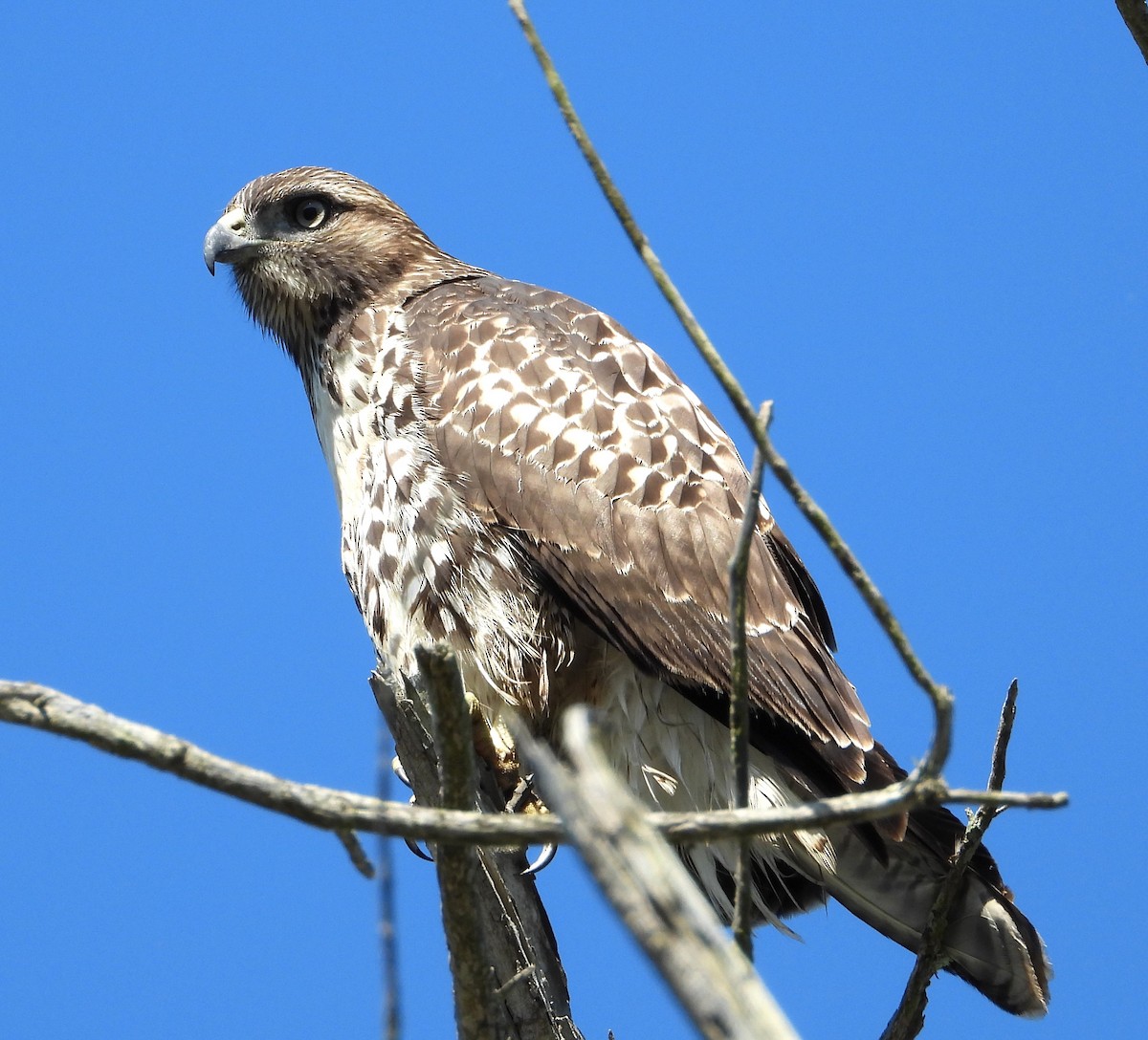 Red-tailed Hawk - ML621178335