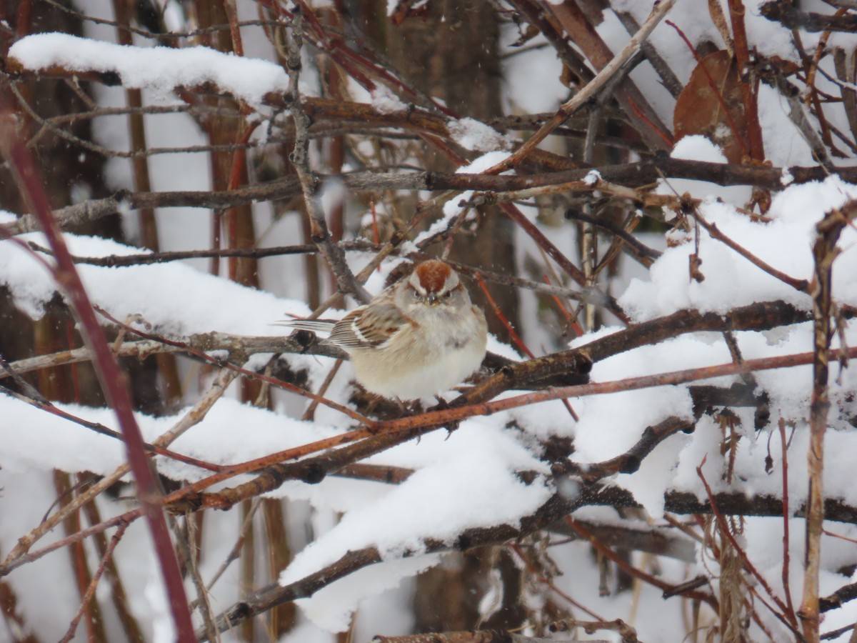 American Tree Sparrow - ML621178341
