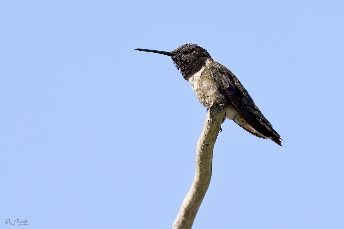 Black-chinned Hummingbird - ML621178390