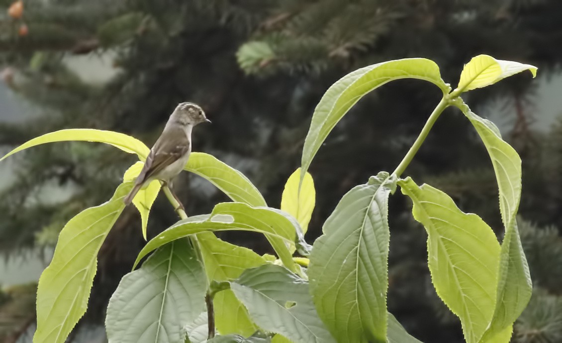 Sichuan Leaf Warbler - ML62117841