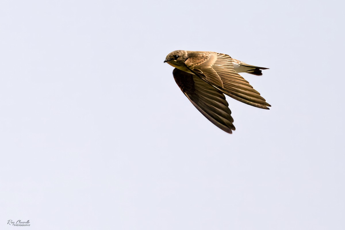 Northern Rough-winged Swallow - ML621178413