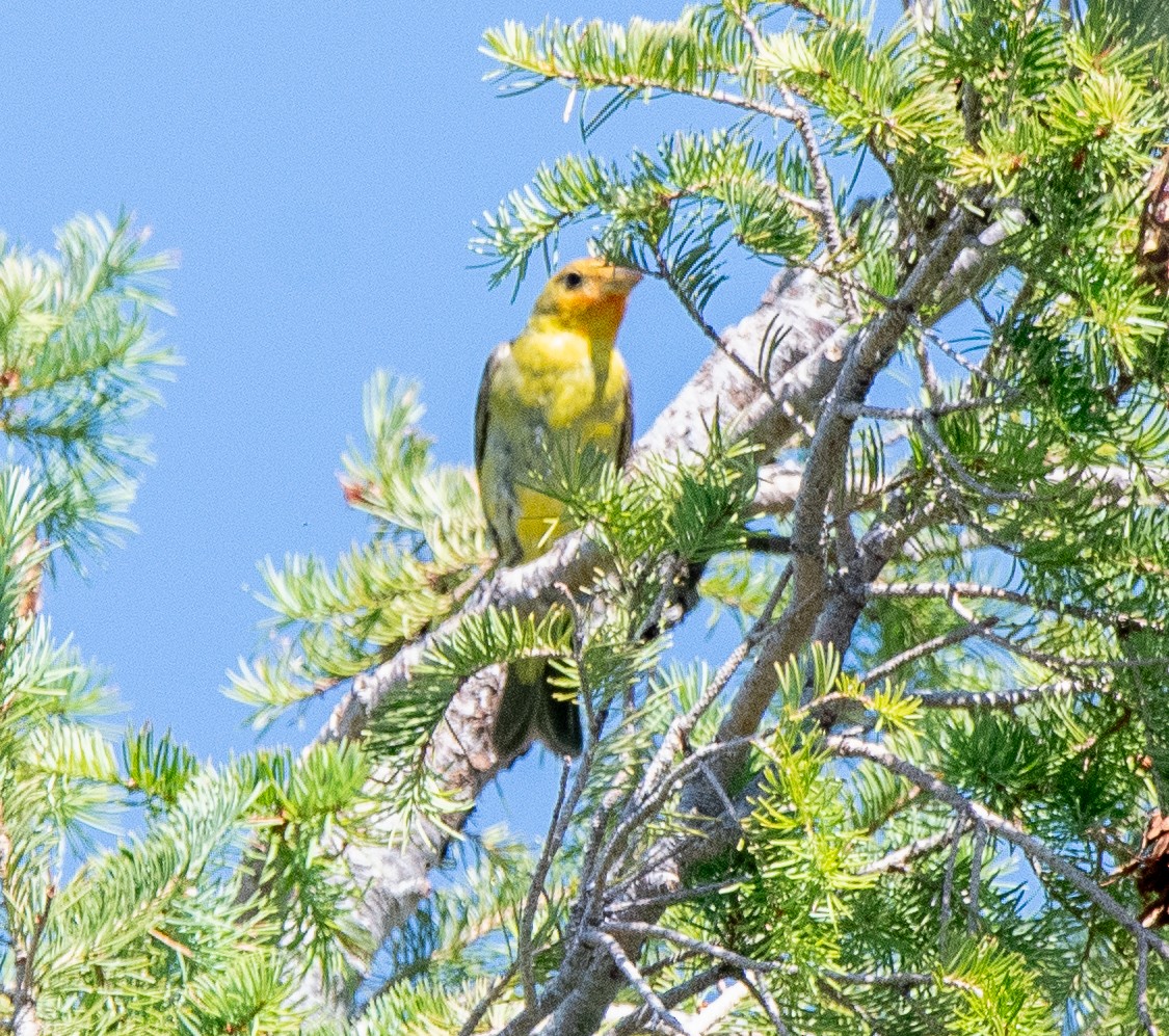 Western Tanager - ML621178437