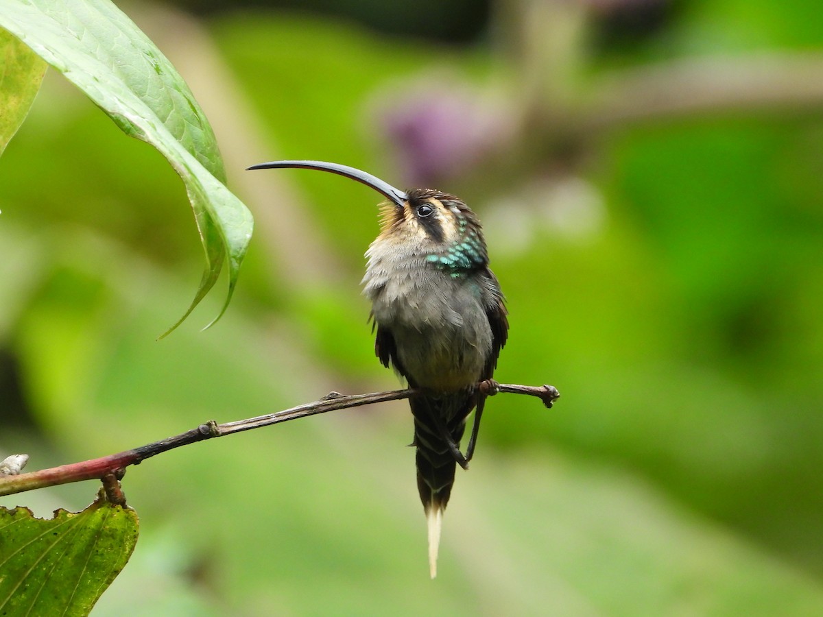 kolibřík šedobřichý - ML621178458