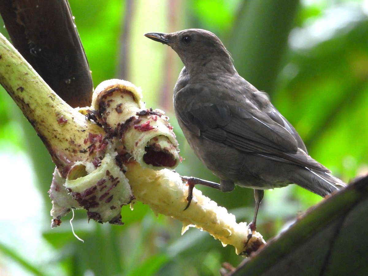 Mountain Thrush - ML621178467