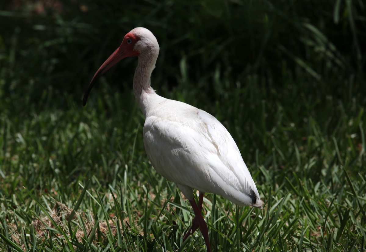 ibis bílý - ML621178481